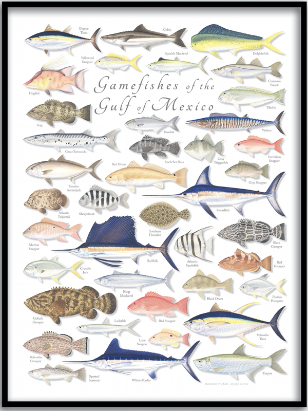 Gamefishes of the Gulf of Mexico